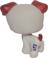 #1743 Jack Russell